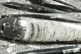 Polished Fossil Orthoceras (Cephalopod) Plate - Morocco #372653-1